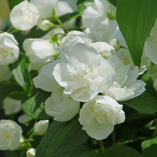 Seringat virginal Philadelphus - Bakker