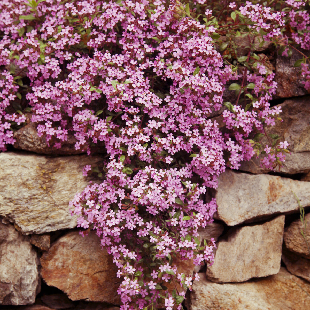 Saponaria ocymoïdes - 5 Saponaires ocymoides - Racines nues