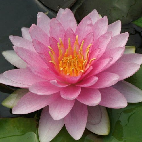 Nénuphar Hollandia - Nymphaea Hollandia - Bakker
