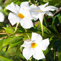  - Jasmin du Brésil blanc - Dipladenia