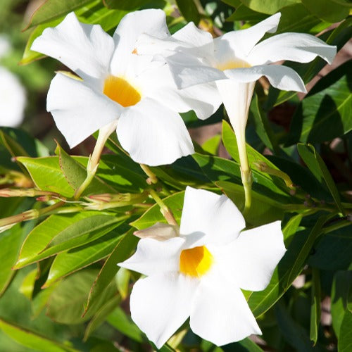  - Jasmin du Brésil blanc - Dipladenia