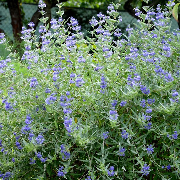 Spirées - Barbe bleue Caryopteris 'Heavenly Blue' - Caryopteris clandonensis Heavenly Blue