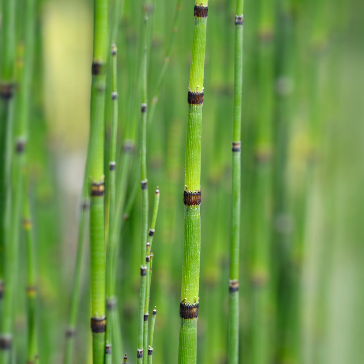 Equisetum japonicum - Prêle japonaise - Toutes les plantes de bassin