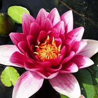 Nymphaea 'Attraction' - Nénuphar Attraction - Nénuphars
