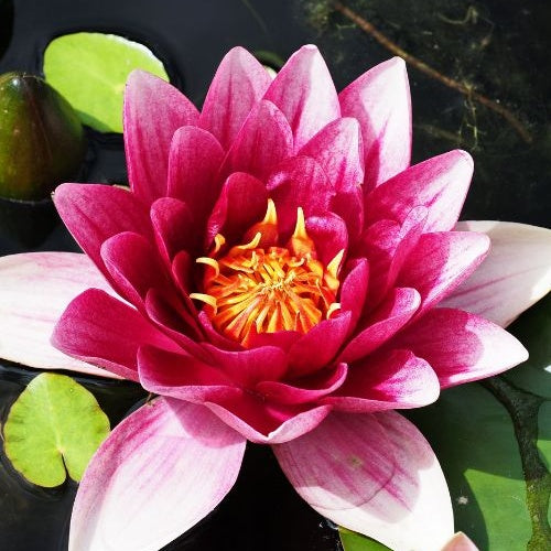 Nymphaea 'Attraction' - Nénuphar Attraction - Nénuphars