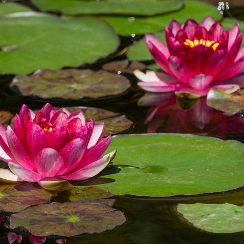 Nénuphar Attraction - Nymphaea 'Attraction' - Bakker