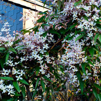 Bakker - Clématite du Père Armand Apple Blossom - Clematis armandii 'apple blossom'