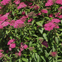 Bakker - Spirée du Japon 'Anthony Waterer' - Spiraea japonica anthony waterer - Arbustes