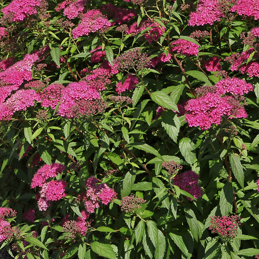 Bakker - Spirée du Japon 'Anthony Waterer' - Spiraea japonica anthony waterer - Arbustes