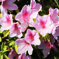 Bakker - Rhododendron yak 'Doc' - Rhododendron yakushimanum doc - Plantes d'extérieur