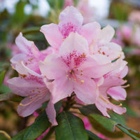 Bakker - Rhododendron yak 'Doc' - Rhododendron yakushimanum doc - Arbustes et vivaces