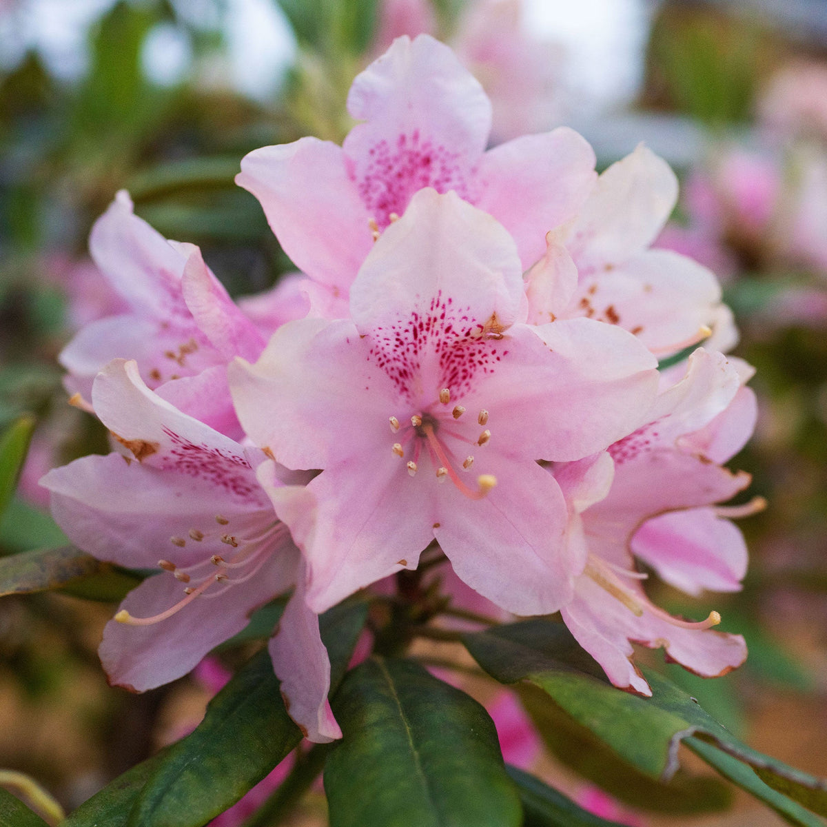 Rhododendron - Rhododendron yak 'Doc' - Rhododendron yakushimanum Doc