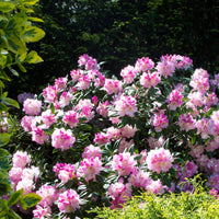 Bakker - Rhododendron yak 'Doc' - Rhododendron yakushimanum doc - Arbustes