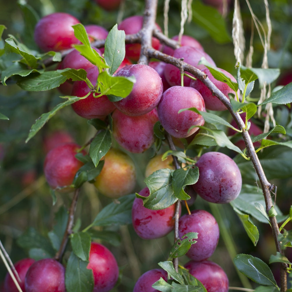 Prunus domestica Reine Victoria - Prunier 'Victoria' - Pruniers