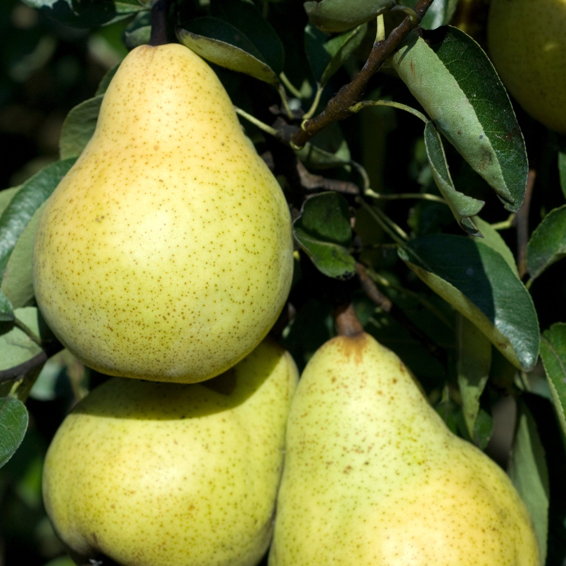 Vente Poirier 'Williams' - Poiriers