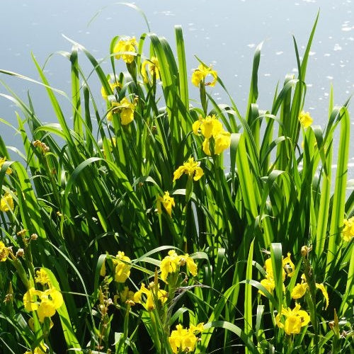 Iris pseudacorus - Iris des marais - Toutes les plantes de bassin