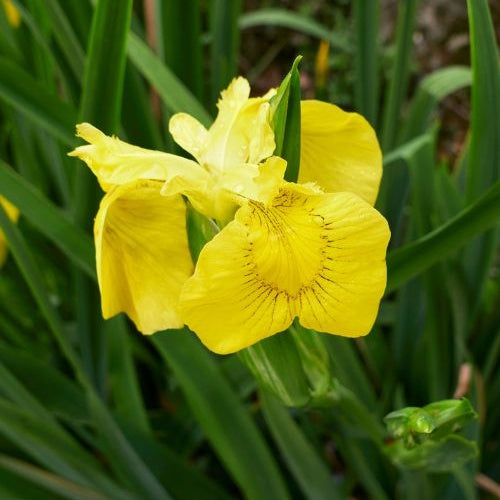 Toutes les plantes de bassin - Iris des marais - Iris pseudacorus