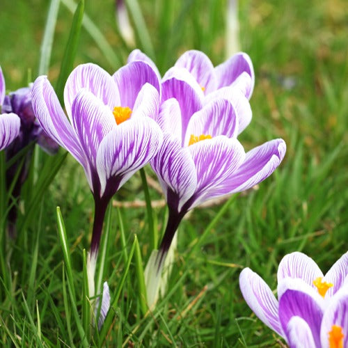 Crocus vernus pick wick - 15 Crocus Pick Wick - Bulbes de Crocus