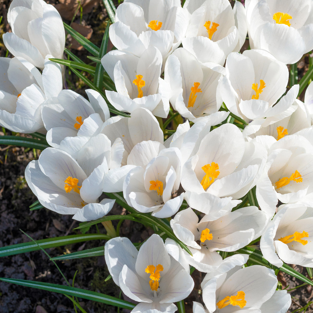Crocus vernus jeanne d'arc - 15 Crocus Jeanne d'Arc - Bulbes de Crocus