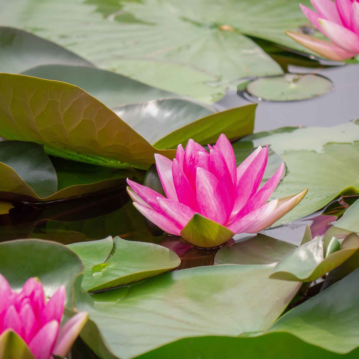 Nymphaea escarboucle - Nénuphar 'Escarboucle' - Nénuphars