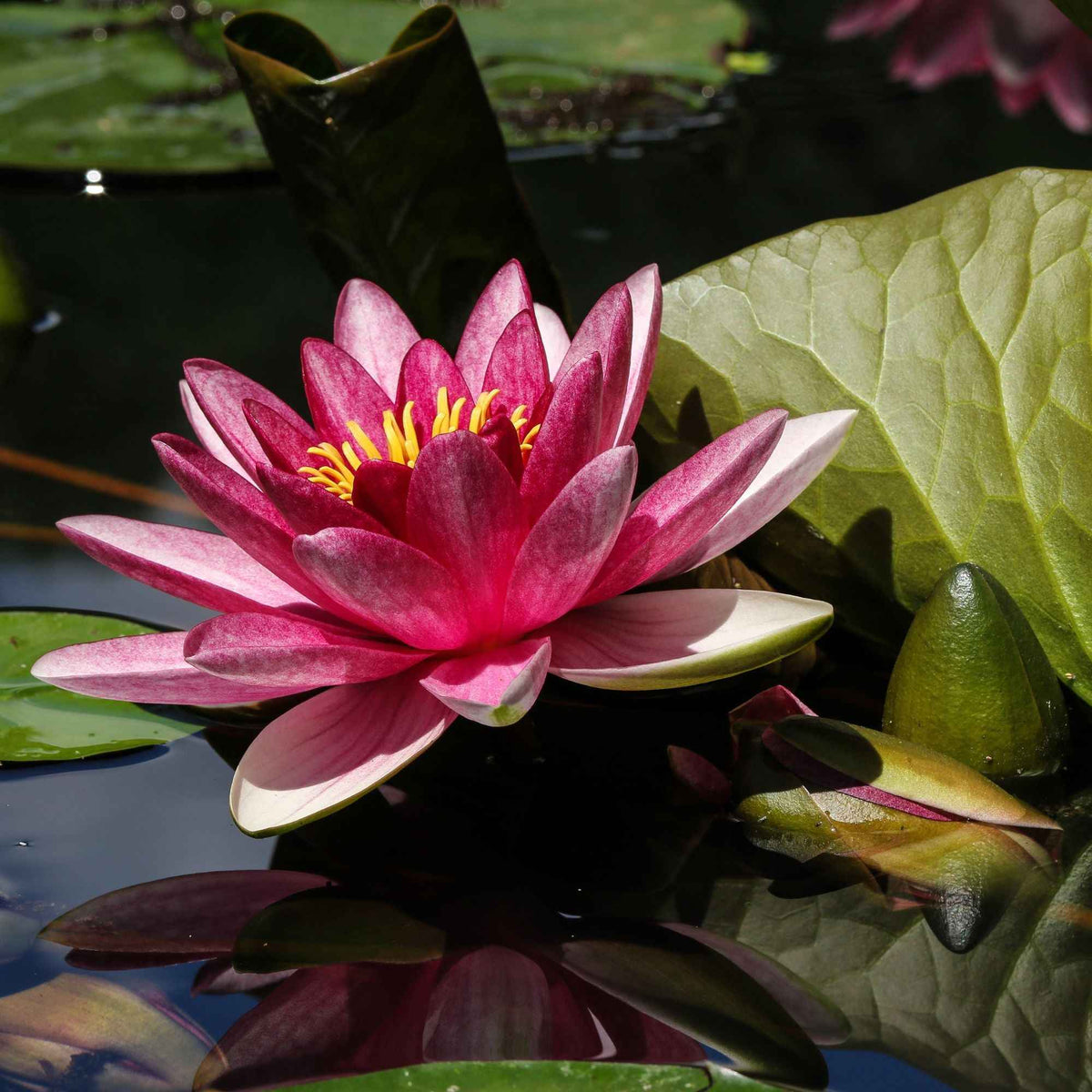 Nénuphar 'James Brydon' - Nymphaea james brydon - Bakker