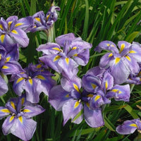 Iris du Japon - Bakker