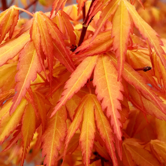 Erable japonais 'Katsura' - Bakker