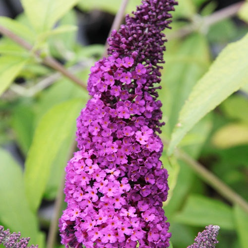 Buddleja davidii Royal Red - Arbre à papillons 'Royal Red' - Arbre à papillons - Buddleja