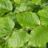 Bakker - Hêtre commun - Fagus sylvatica