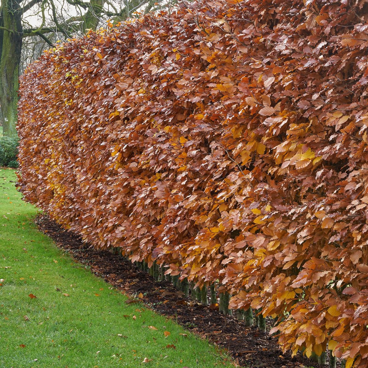 Fagus sylvatica - Hêtre commun - Hêtre
