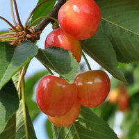 Bakker - Cerisier 'Bigarreau Napoléon' - Prunus avium bigarreau Napoléon