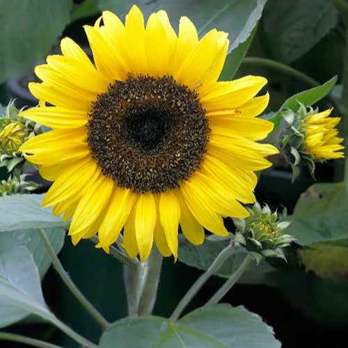 Tournesol nain 'Sunspot' - Caractéristiques des plantes - Helianthus annuus 'Sunspot'
