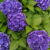 Bakker - Hortensia 'Deep Purple Dance' - Hydrangea macrophylla deep purple dance - Par variété