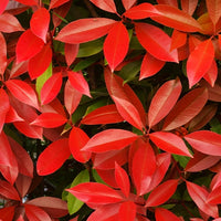 Bakker - Photinia 'Red Robin' - Photinia fraseri red robin - Plantes d'extérieur