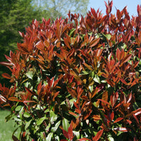 Collection Haie printanière - 4 arbustes - Photinia, Forsythia, Spireae Grefsheim , Chaneomeles - Bakker
