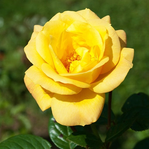 Rosier buisson 'Arthur Bell' - Bakker