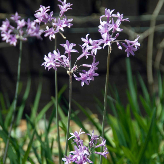 Tulbaghia violacea - Bakker.com | France