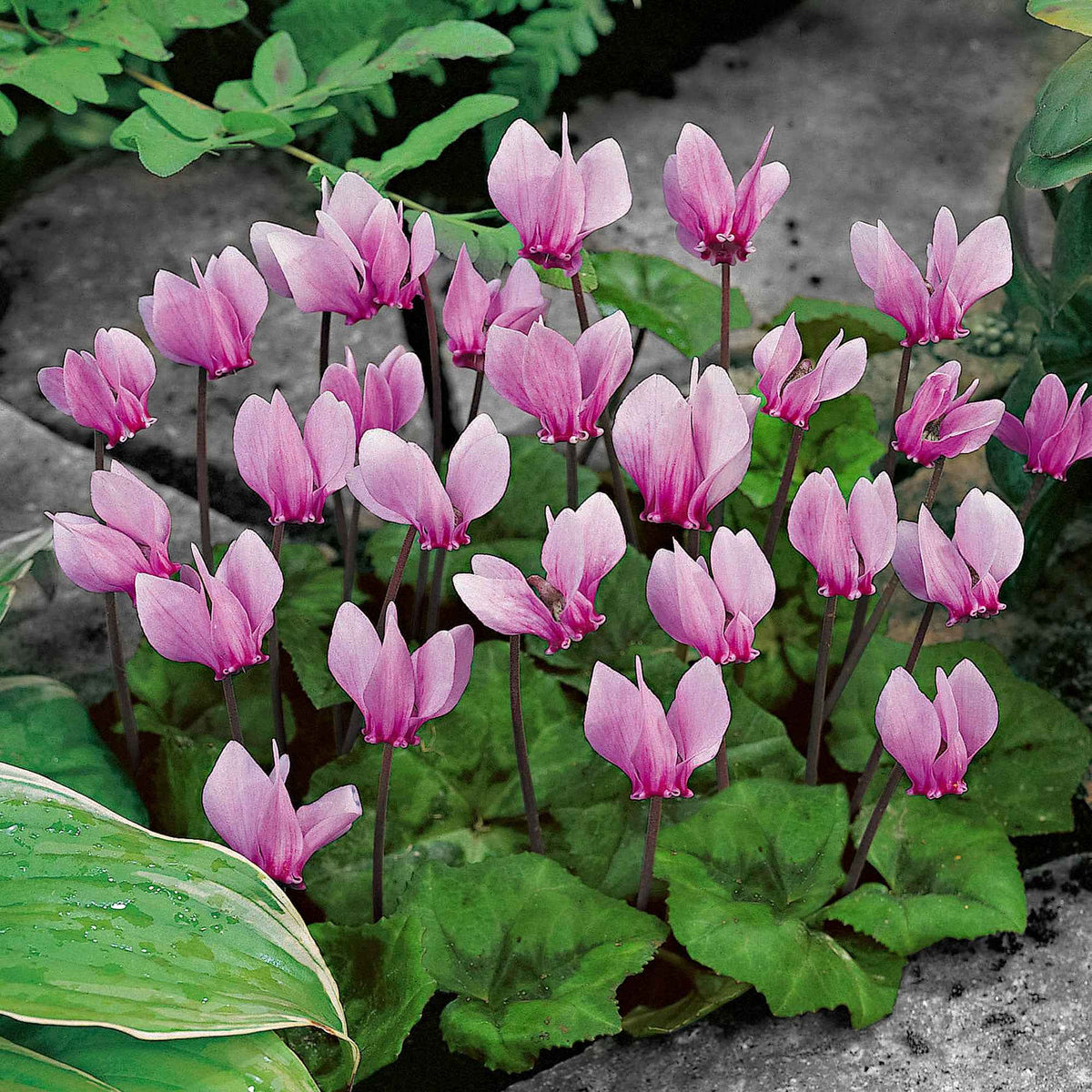 Cyclamen hederifolium - 3 Cyclamens de Naples rose - Mélange de bulbes