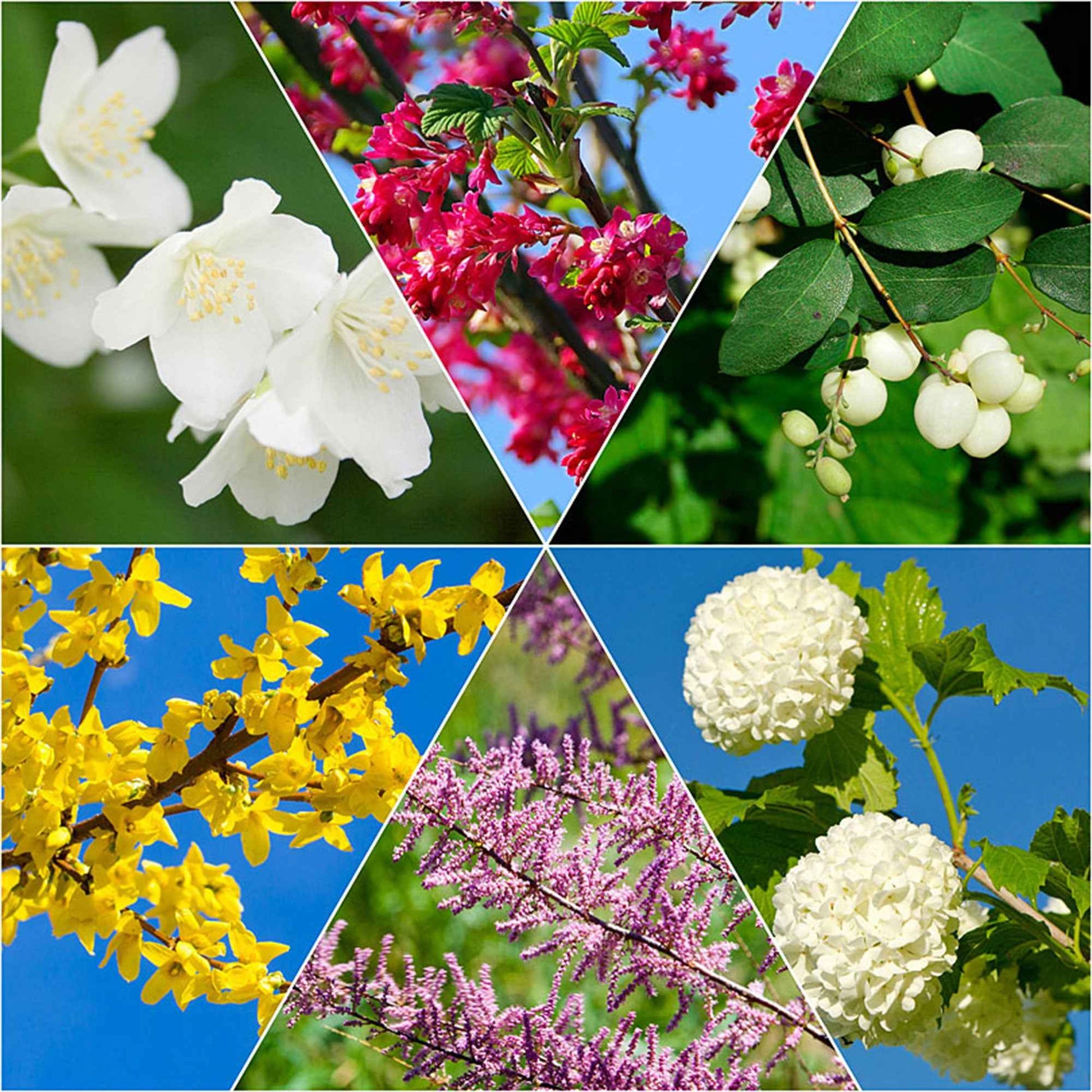 Haie des quatre saisons Tamarix + Forsythia + Philadelphus + Ribes + Symphonicarpus + Viburnum - Plants à racines nues - Arbustes