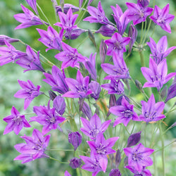100 Triteleia Queen Fabiola - Bakker