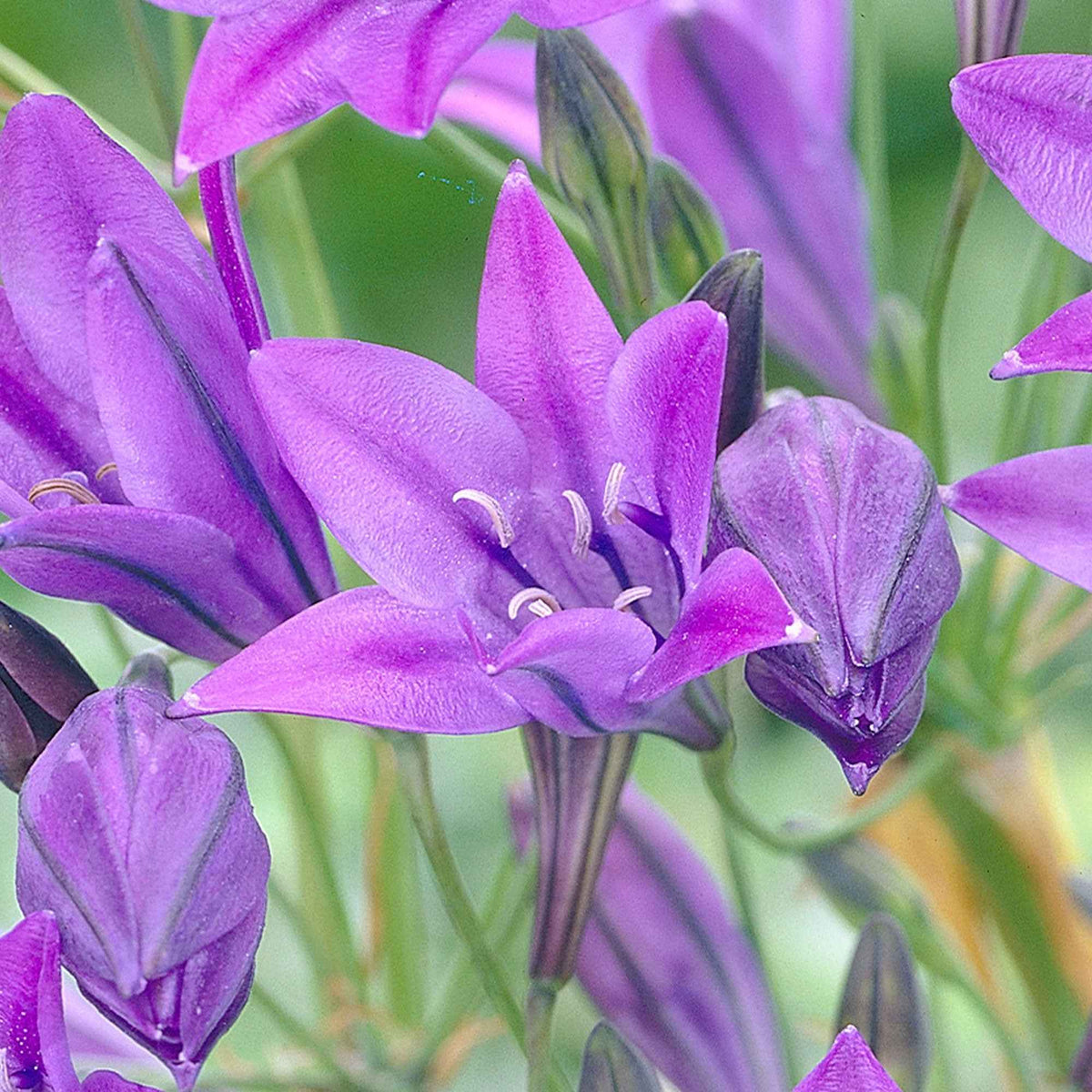 100 Triteleia Queen Fabiola - Triteleia ixioides 'queen fabiola' - Bakker