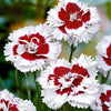 Géranium sanguin Dianthus 'Alice' rouge-blanc - Caractéristiques des plantes