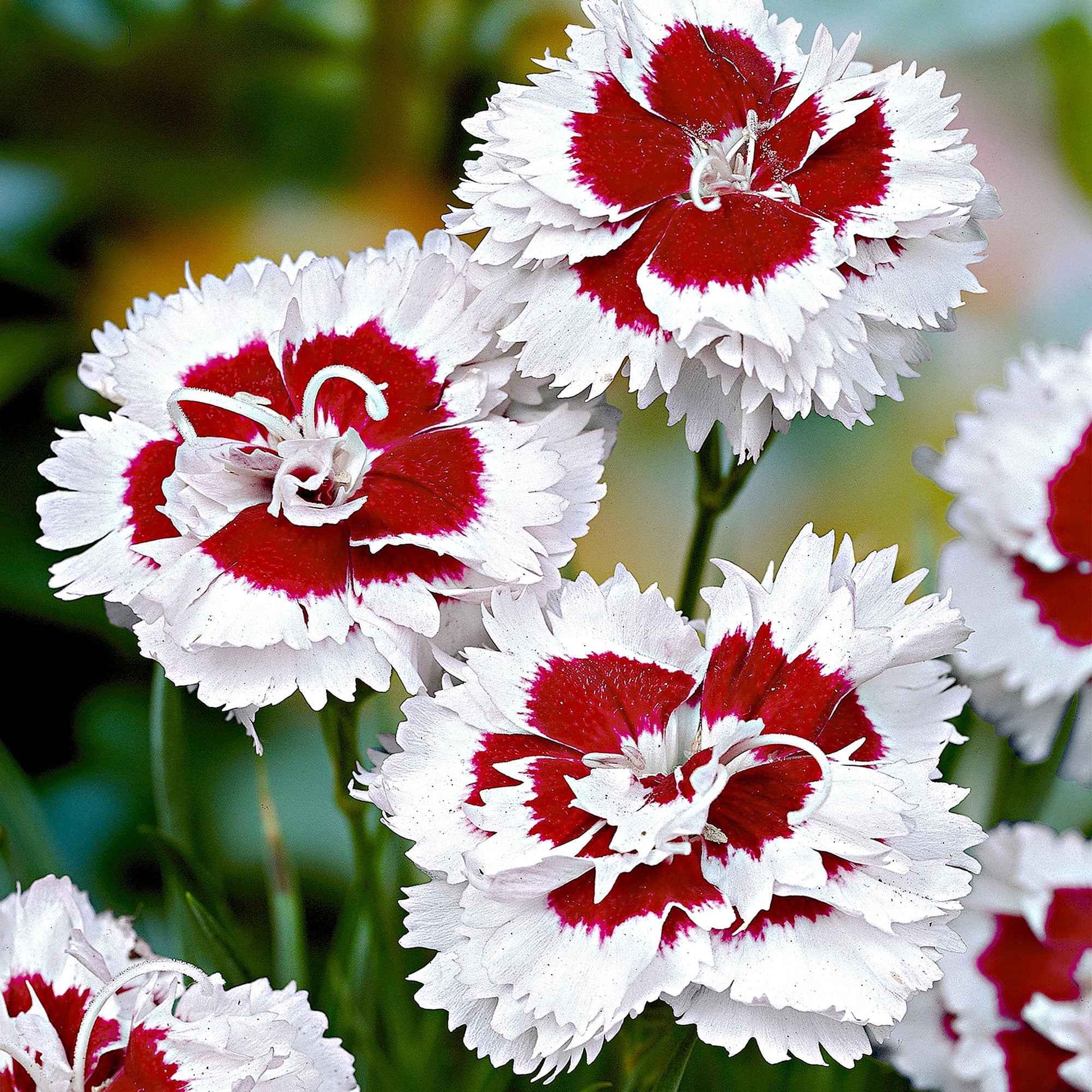 Géranium sanguin Dianthus 'Alice' rouge-blanc - Caractéristiques des plantes
