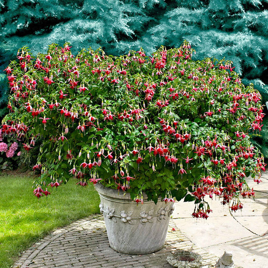 3x Fuchsia 'Celia Smedley' rouge-rose - Caractéristiques des plantes