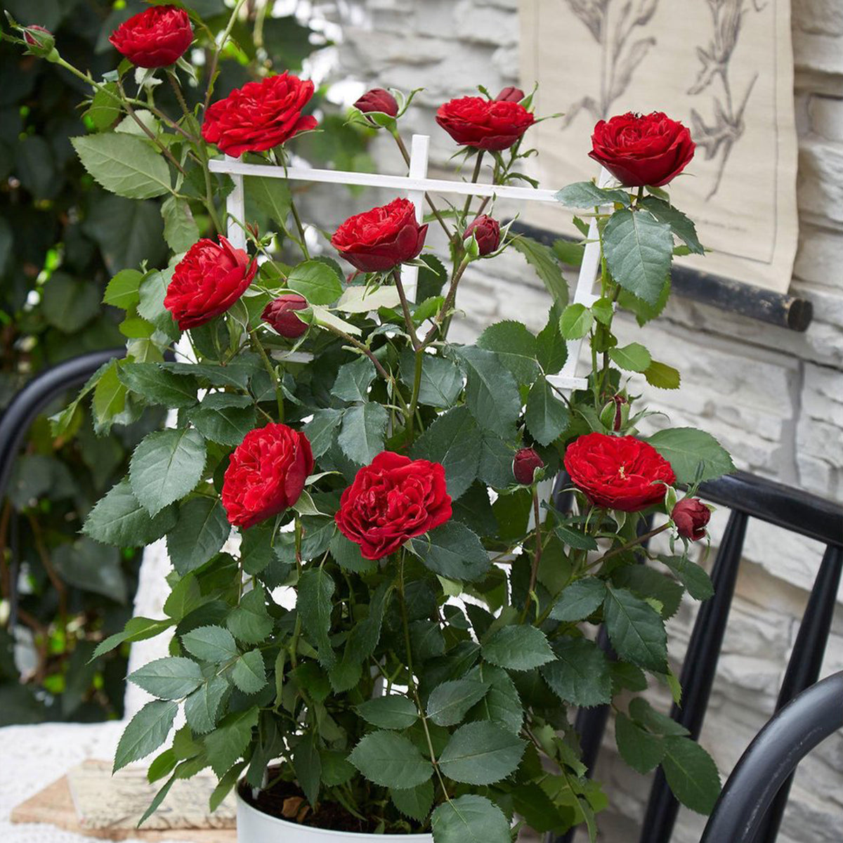 Rosa hybride 'crazy in love red' - Rosier grimpant 'Crazy in Love' rouge - Rosiers grimpants