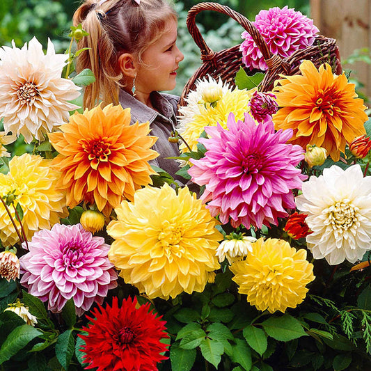 5x Dahlia à grandes fleurs - Mélange 'Mammoth' mélange de couleurs - Bulbes d'été