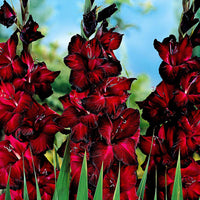25x Glaïeul à grandes fleurs 'Black Jack' rouge - Bulbes d'été