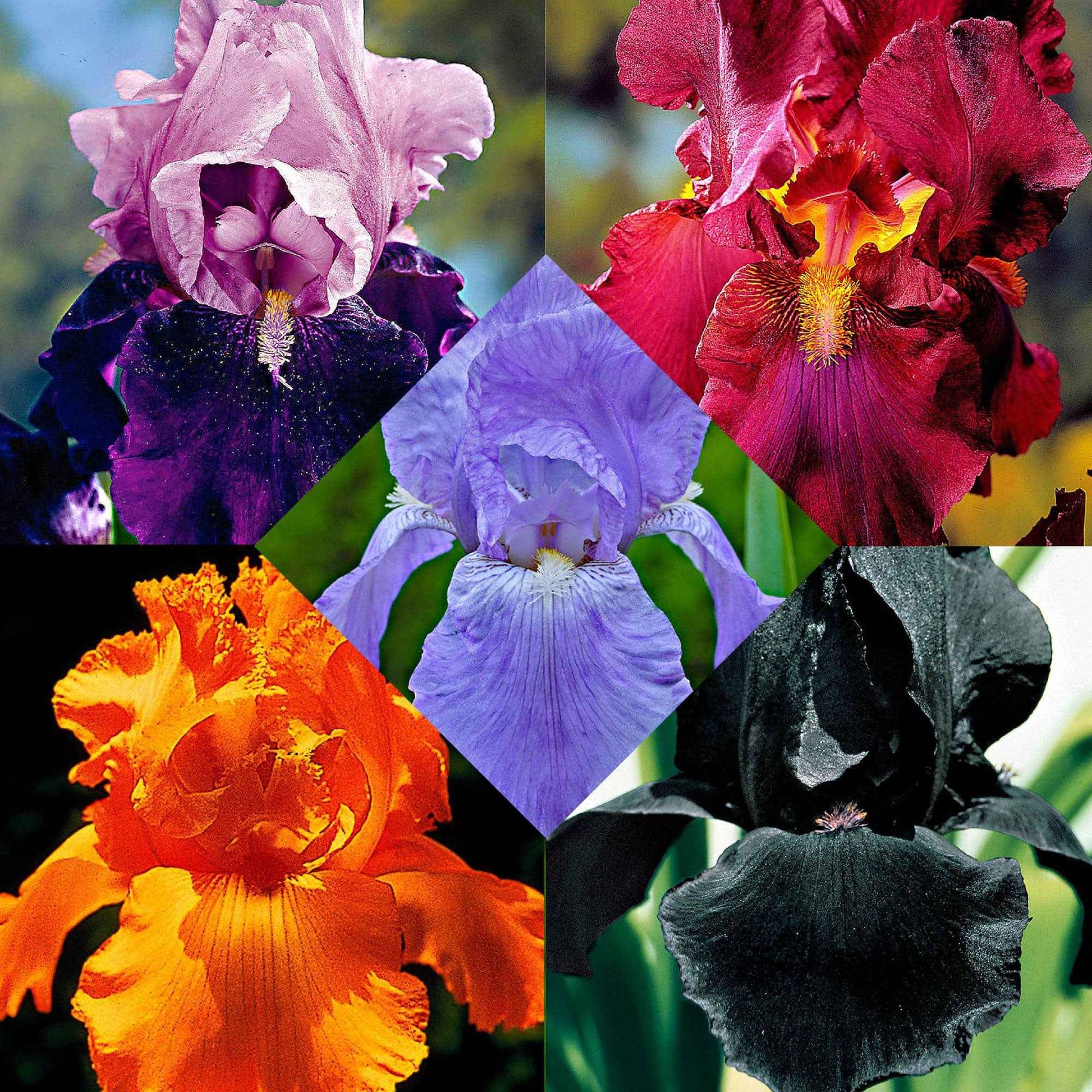 5x Iris barbu - Mélange 'Magic Melange' mélange de couleurs - Plants à racines nues - Bulbes d'été