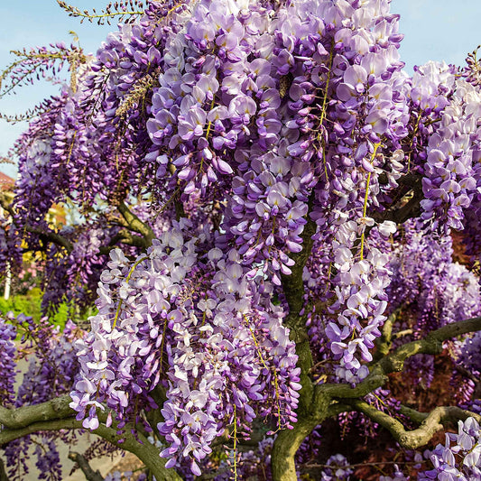 Glycine de Chine 'Prolific' - Bakker