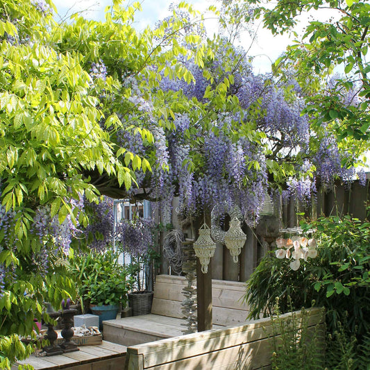 Wisteria 'Caroline' Violet - Arbustes